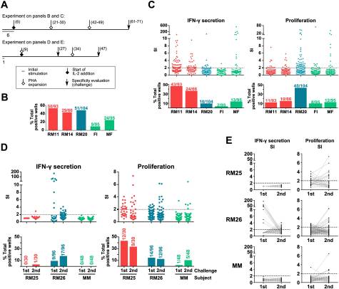 Methodological approach to the ex vivo expansion and detection of T. c