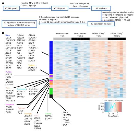 Dengue-specific CD8+ T cell subsets display specialized transcriptomic