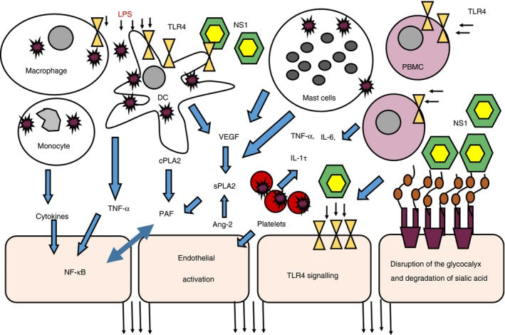 Pathogenesis of vascular leak in dengue virus infection