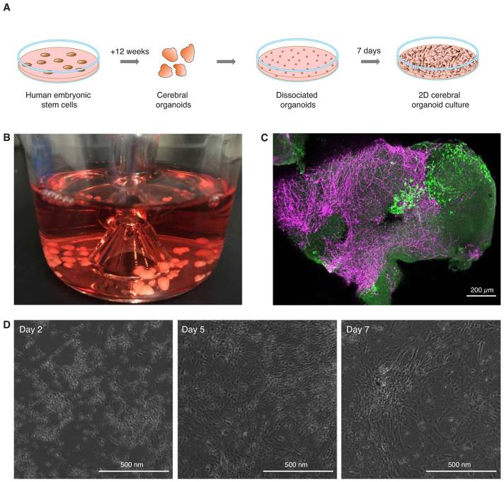 FACS-mediated isolation of neuronal cell populations from virus infected human embryonic stem cell derived cerebral organoid cultures