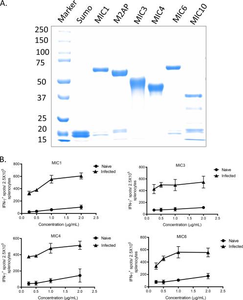 Secretory Microneme Proteins Induce T-Cell Recall Responses in Mice Chronically Infected with Toxoplasma gondii