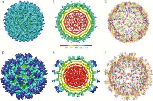 Zika Virus Structure, Maturation, and Receptors