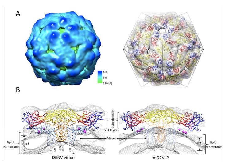 Epitope resurfacing on dengue virus-like particle vaccine preparation to induce broad neutralizing antibody