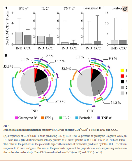 Impact of benznidazole treatment on the functional response of Trypanosoma cruzi antigen-specific CD4+CD8+ T cells in chronic Chagas disease patients