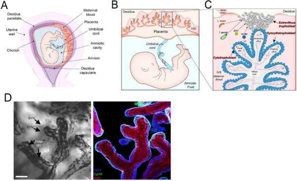 Microbial vertical transmission during human pregnancy