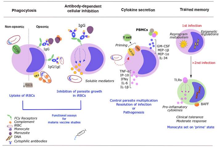 The Rough Guide to Monocytes in Malaria Infection