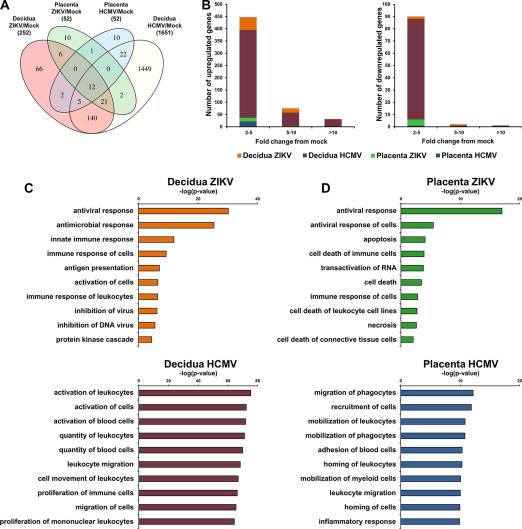 Zika Virus Infects Early- and Midgestation Human Maternal Decidual Tissues, Inducing Distinct Innate Tissue Responses in the Maternal-Fetal Interface