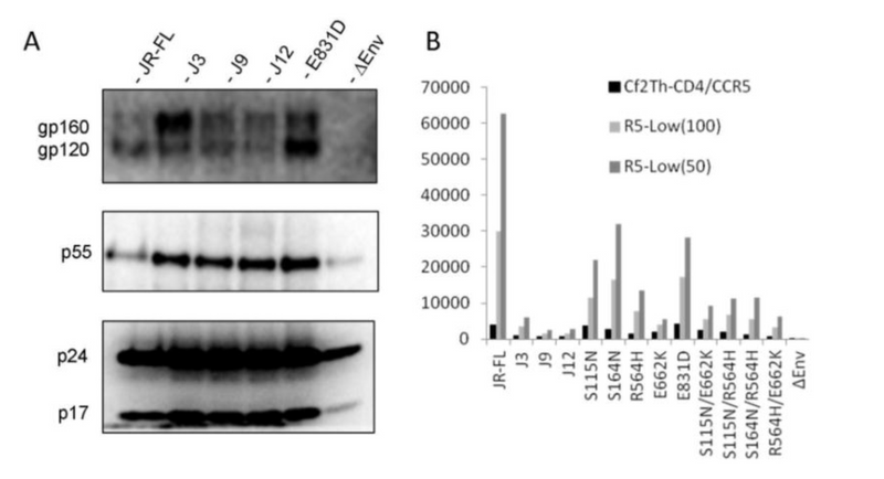 Adaptation of HIV-1 to cells with low expression of the CCR5 co-receptor.
