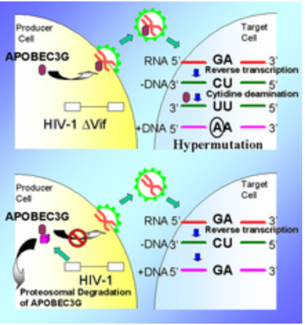 Incomplete APOBEC3G/F Neutralization by HIV-1 Vif Mutants Facilitates the Genetic Evolution from CCR5 to CXCR4 Usage