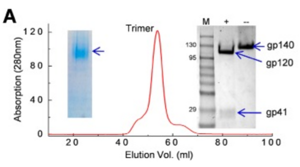 Stabilization of a soluble, native-like trimeric form of an efficiently cleaved Indian HIV-1 clade C envelope glycoprotein