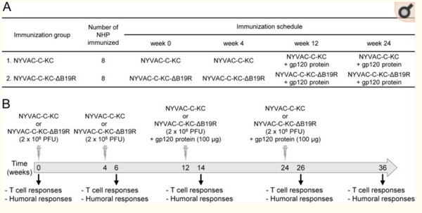 HIV/AIDS Vaccine Candidates Based on Replication-Competent Recombinant Poxvirus NYVAC-C-KC Expressing Trimeric gp140