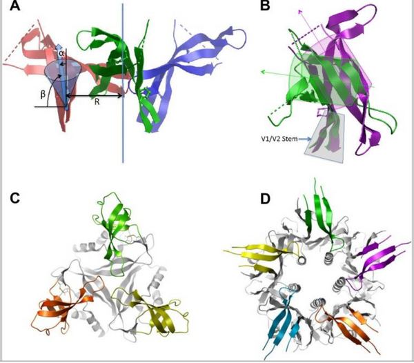 Rationally Designed Immunogens Targeting HIV-1 gp120 V1V2 Induce Distinct Conformation-Specific Antibody Responses in Rabbits.