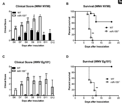 Cellular microRNA-155 Regulates Virus-Induced Inflammatory Response and Protects against Lethal West Nile Virus Infection