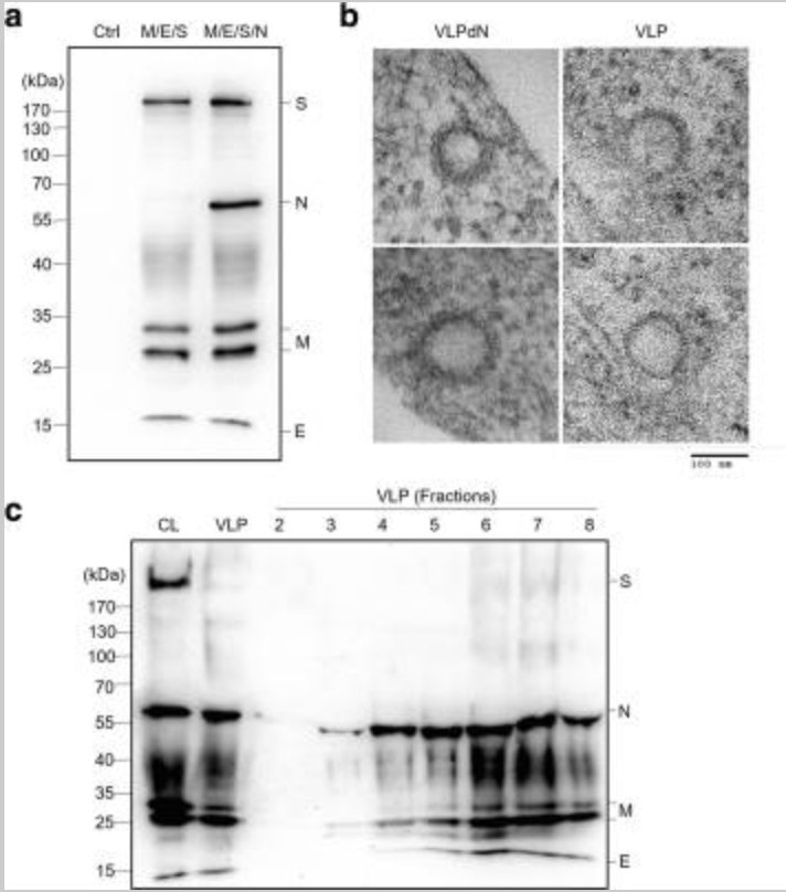 Nucleocapsid protein-dependent assembly of the RNA packaging signal of Middle East respiratory syndrome coronavirus.