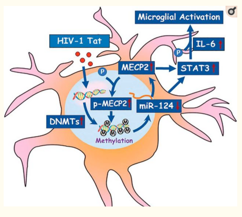 Epigenetic Promoter DNA Methylation of miR-124 Promotes HIV-1 Tat-Mediated Microglial Activation via MECP2-STAT3 Axis.