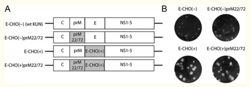 The I22V and L72S substitutions in West Nile virus prM protein promote enhanced prM/E heterodimerisation and nucleocapsid incorporation