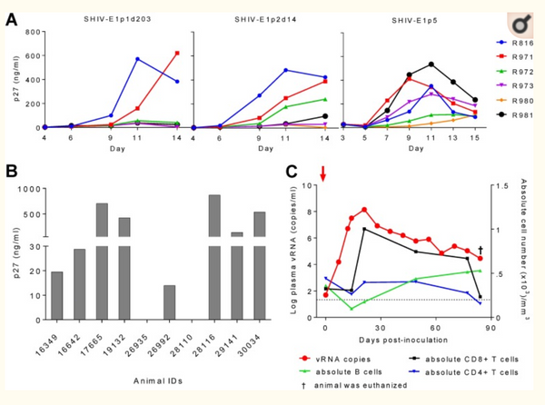 Novel Strategy To Adapt Simian-Human Immunodeficiency Virus E1 Carrying env from an RV144 Volunteer to Rhesus Macaques: Coreceptor Switch and Final Recovery of a Pathogenic Virus with Exclusive R5 Tropism.