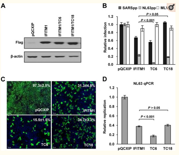 Identification of Residues Controlling Restriction versus Enhancing Activities of IFITM Proteins on Entry of Human Coronaviruses.