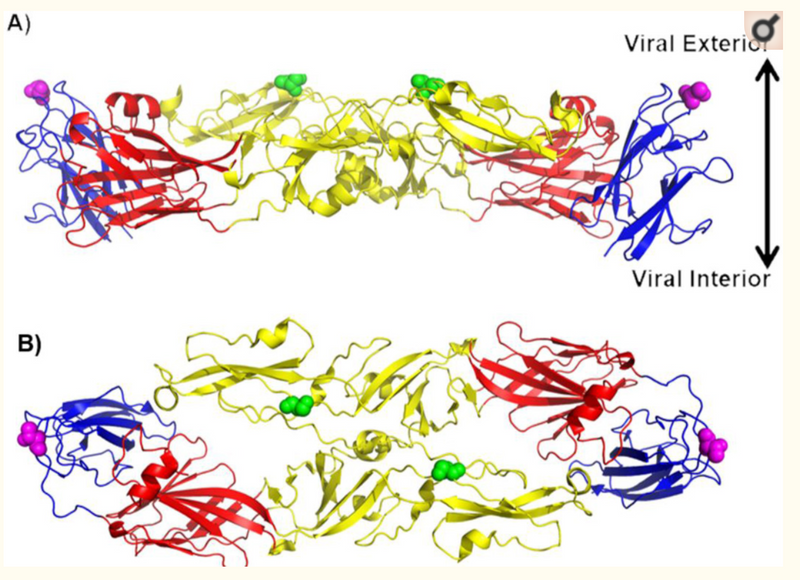 Plasticity of a critical antigenic determinant in the West Nile virus NY99 envelope protein domain III.