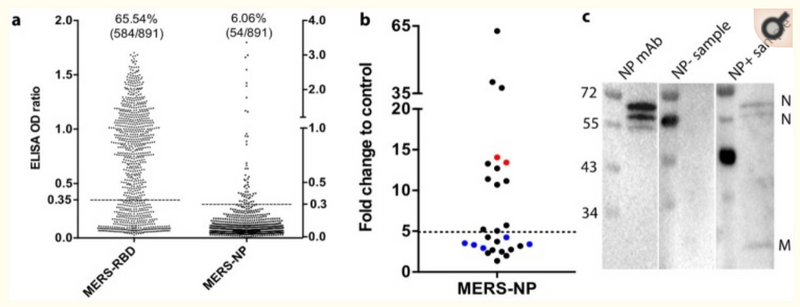 Serological evidence of MERS-CoV and HKU8-related CoV co-infection in Kenyan camels.