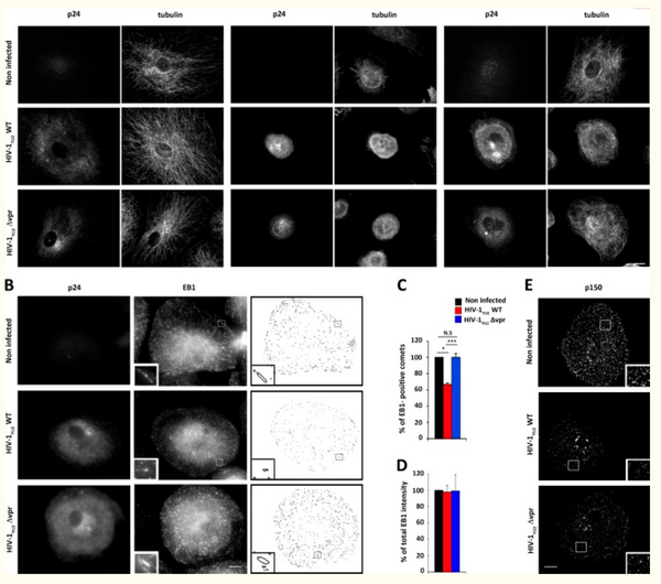 The HIV-1 protein Vpr impairs phagosome maturation by controlling microtubule-dependent trafficking.