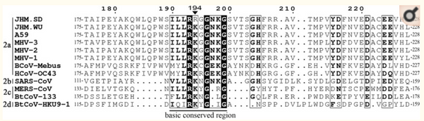 The nsp1, nsp13, and M proteins contribute to the hepatotropism of murine coronavirus JHM.WU.