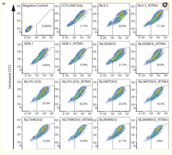 The V3 Loop of HIV-1 Env Determines Viral Susceptibility to IFITM3 Impairment of Viral Infectivity.