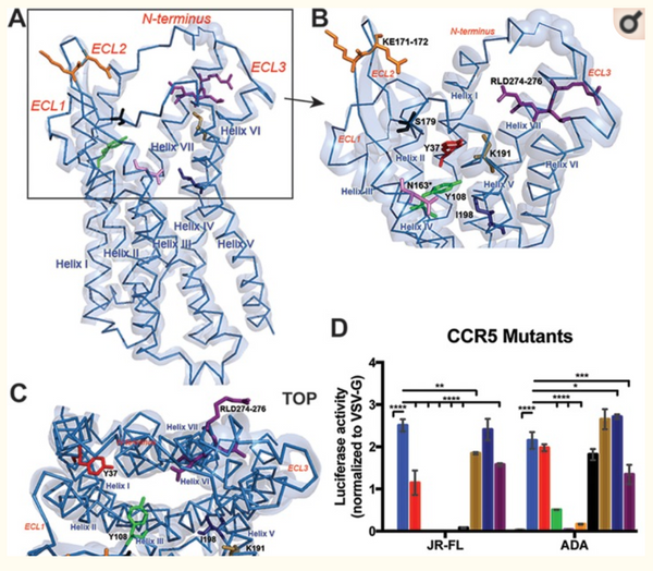 Staphylococcus aureus Leukocidin LukED and HIV-1 gp120 Target Different Sequence Determinants on CCR5.