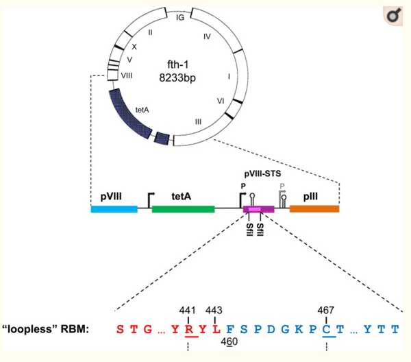 Reconstitution of the receptor-binding motif of the SARS coronavirus.