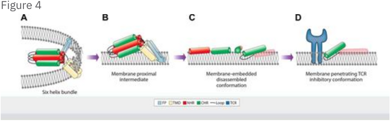 The HIV gp41 pocket binding domain enables C-terminal heptad repeat transition from mediating membrane fusion to immune modulation