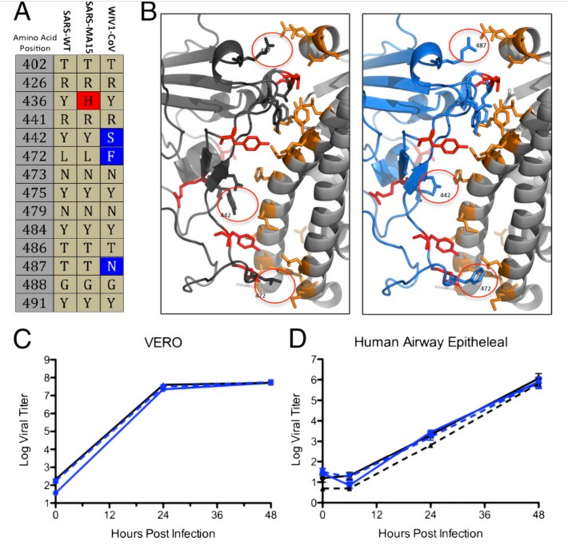 SARS-like WIV1-CoV poised for human emergence.