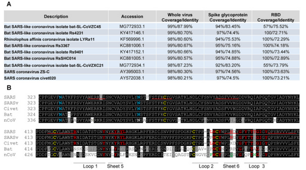 Structure analysis of the receptor binding of 2019-nCoV.