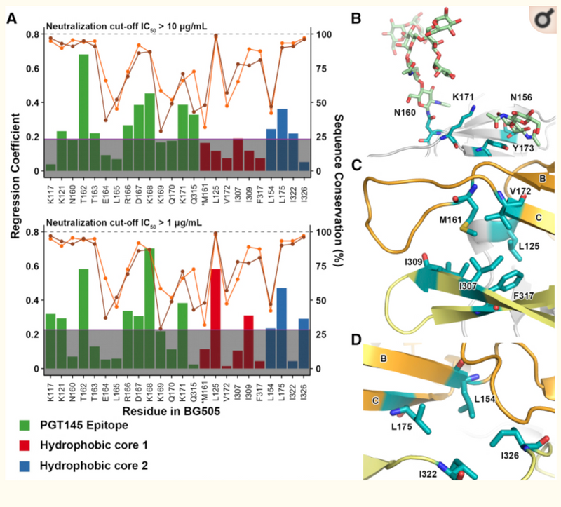 A Broadly Neutralizing Antibody Targets the Dynamic HIV Envelope Trimer Apex via a Long, Rigidified, and Anionic β-Hairpin Structure.