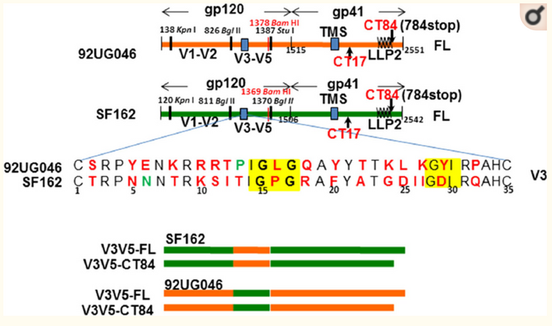 "Cytoplasmic domain effects on exposure of co-receptor-binding sites of HIV-1 Env".