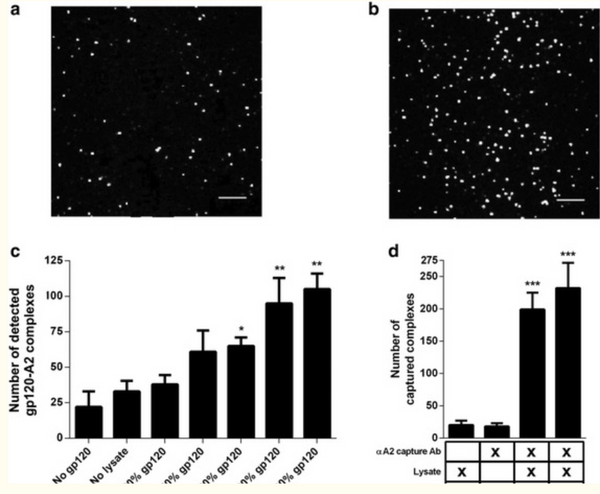 Annexin A2 antibodies but not inhibitors of the annexin A2 heterotetramer impair productive HIV-1 infection of macrophages in vitro.