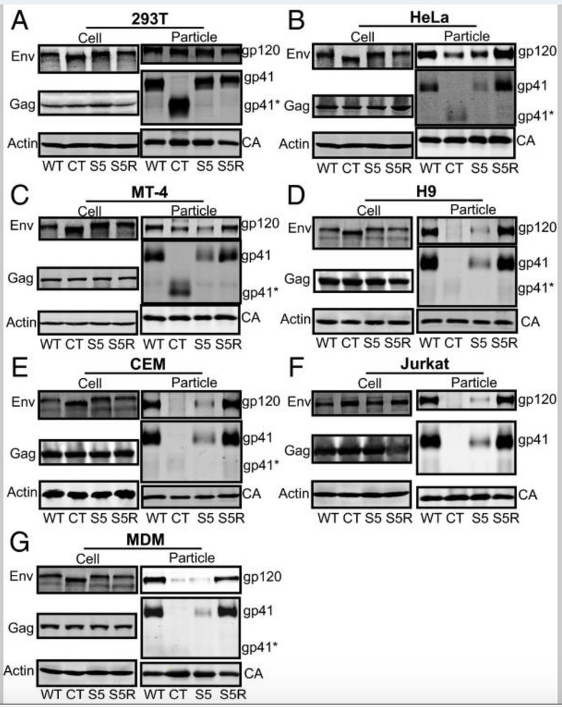 A tyrosine-based motif in the HIV-1 envelope glycoprotein tail mediates cell-type- and Rab11-FIP1C-dependent incorporation into virions.