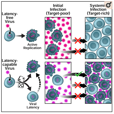 An evolutionary role for HIV latency in enhancing viral transmission.