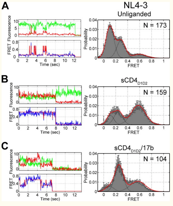 Structure and Dynamics of the Native HIV-1 Env Trimer