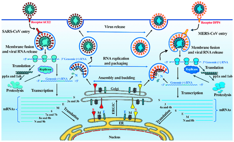 Development, Characterization, and Application of Monoclonal Antibodies against Severe Acute Respiratory Syndrome Coronavirus Nucleocapsid Protein▿