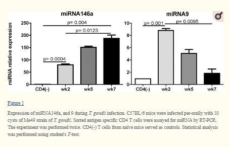 Toxoplasma gondii: CD8 T Cells Cry for CD4 Help