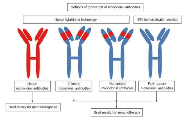 Fc Receptor-Mediated Activities of Env-Specific Human Monoclonal Antibodies Generated from Volunteers Receiving the DNA Prime-Protein Boost HIV Vaccine DP6-001.