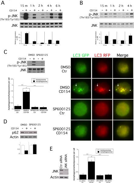 Identification of Signaling Pathways by Which CD40 Stimulates Autophagy and Antimicrobial Activity against Toxoplasma gondii in Macrophages