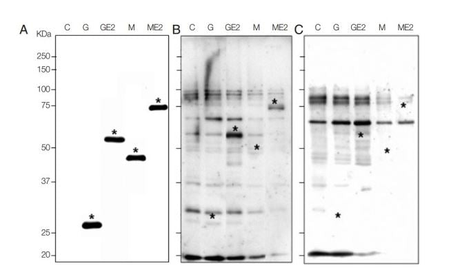 Western Blot Detection of Human Anti-Chikungunya Virus Antibody with Recombinant Envelope 2 Protein