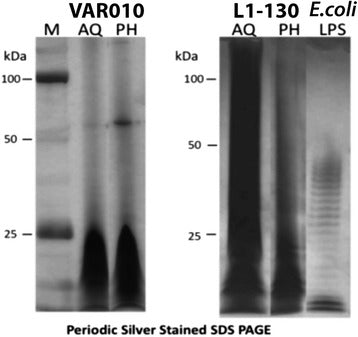 Comparative analysis of lipopolysaccharides of pathogenic and intermediately pathogenic Leptospira species