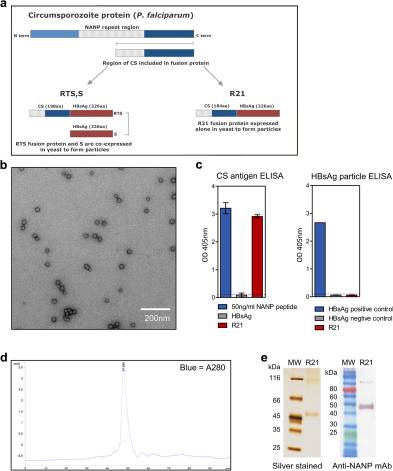 Enhancing protective immunity to malaria with a highly immunogenic virus-like particle vaccine