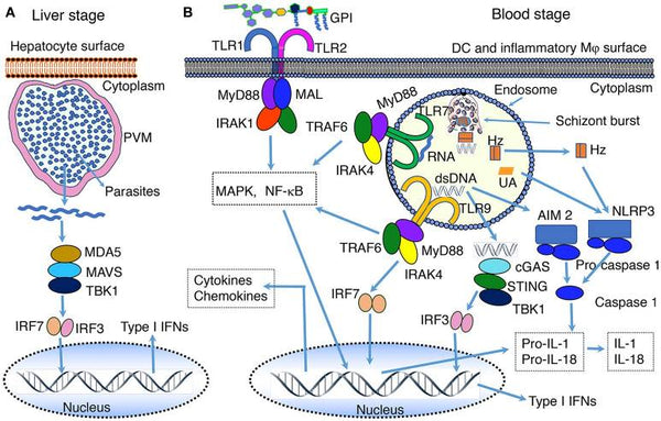 Parasite Recognition and Signaling Mechanisms in Innate Immune Responses to Malaria