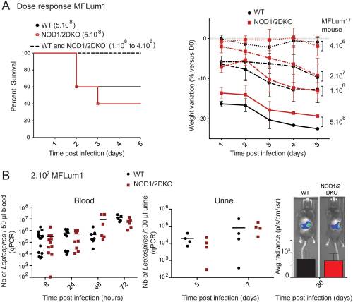 LipL21 lipoprotein binding to peptidoglycan enables Leptospira interrogans to escape NOD1 and NOD2 recognition