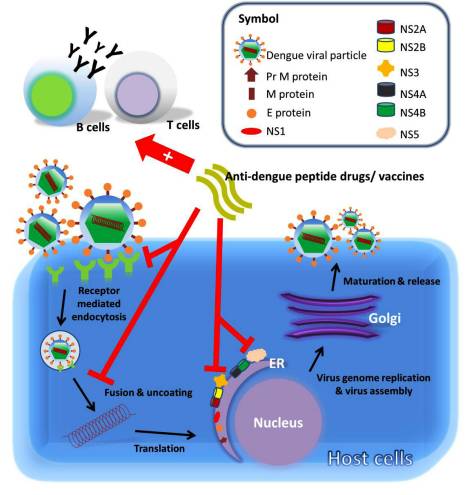 The Development of Peptide-based Antimicrobial Agents against Dengue Virus