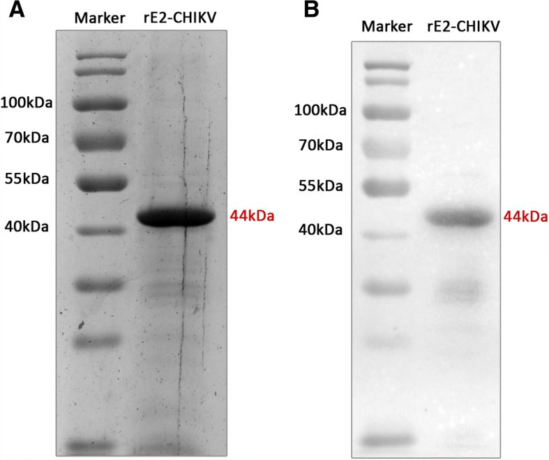 Enzyme-linked immunosorbent assay using recombinant envelope protein 2 antigen for diagnosis of Chikungunya virus