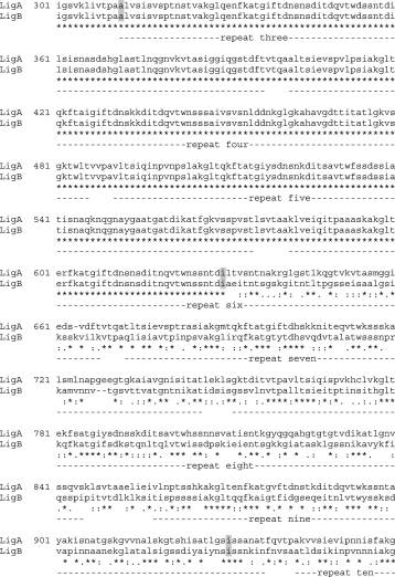 An Improved Enzyme-Linked Immunoassay for the Detection of Leptospira-Specific Antibodies